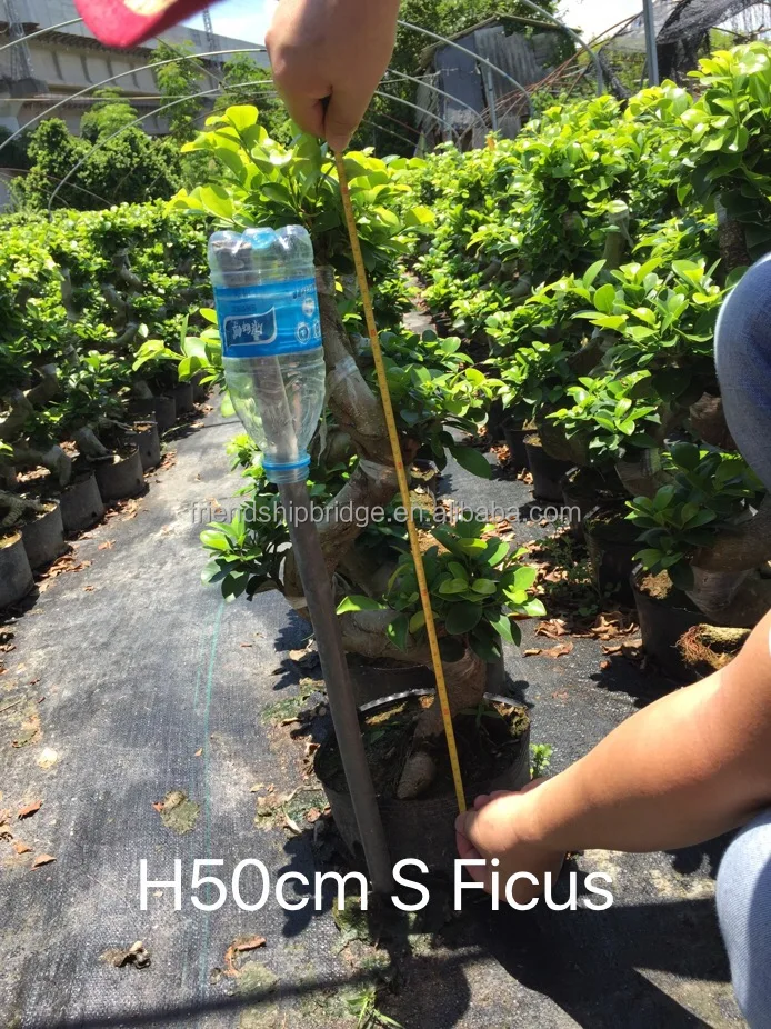 Nice shape Ficus microcarpa S shape H50cm