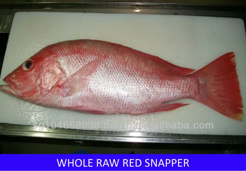 FROZEN RED SNAPPER STEAKS OR SLICES