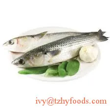 
frozen fish grey mullet getted/WR (mugil cephalus) for sale 