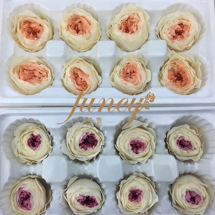 Wholesale Preserved Flower Real Natural Preserved Austin Roses for Wedding Flower Wall