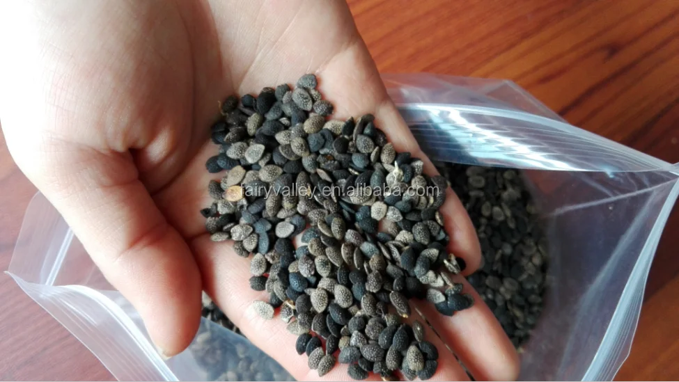 
High germination rate Passionforaedulis seeds Passionfruit seeds fruit tree seeds for planting 