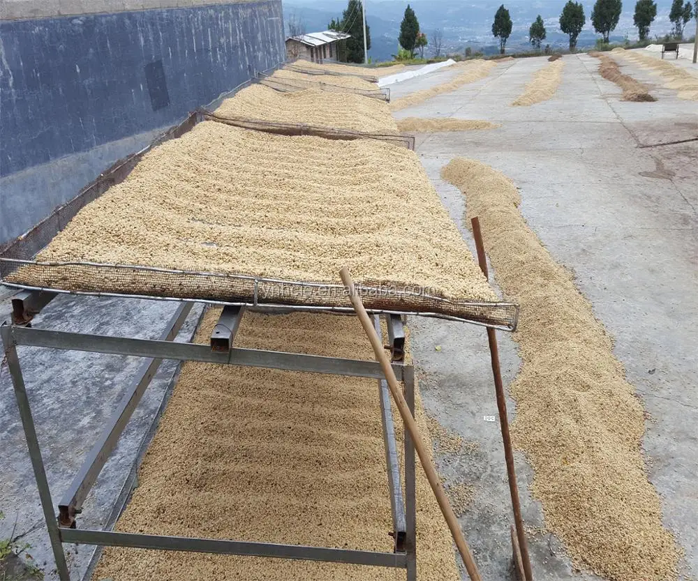 
natural coffee beans sundry 