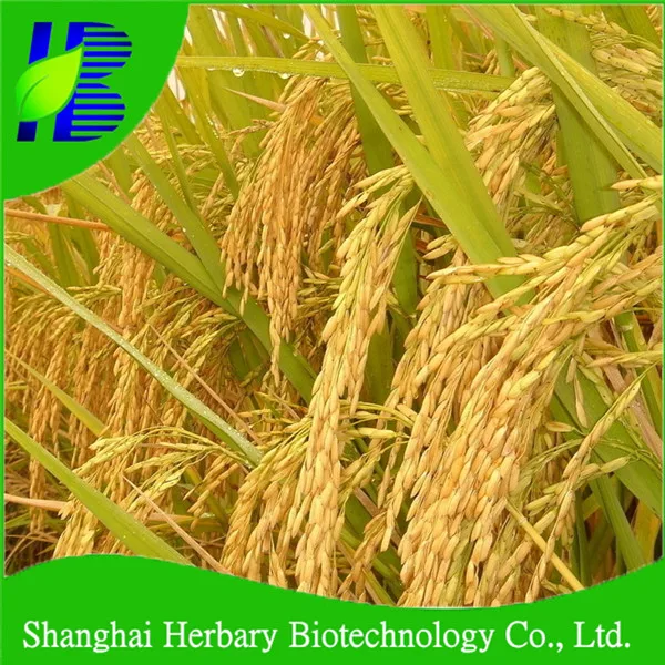 2021, лидер продаж, зерновые семена для выращивания