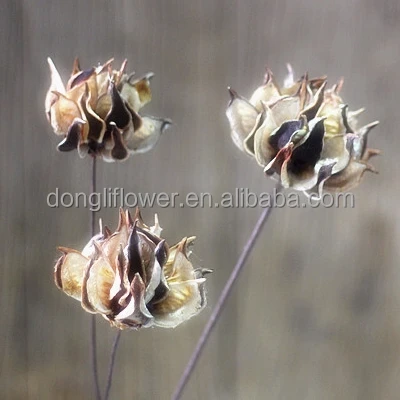 Dried Artificial Handmade Palms flowers by Cotton Shell