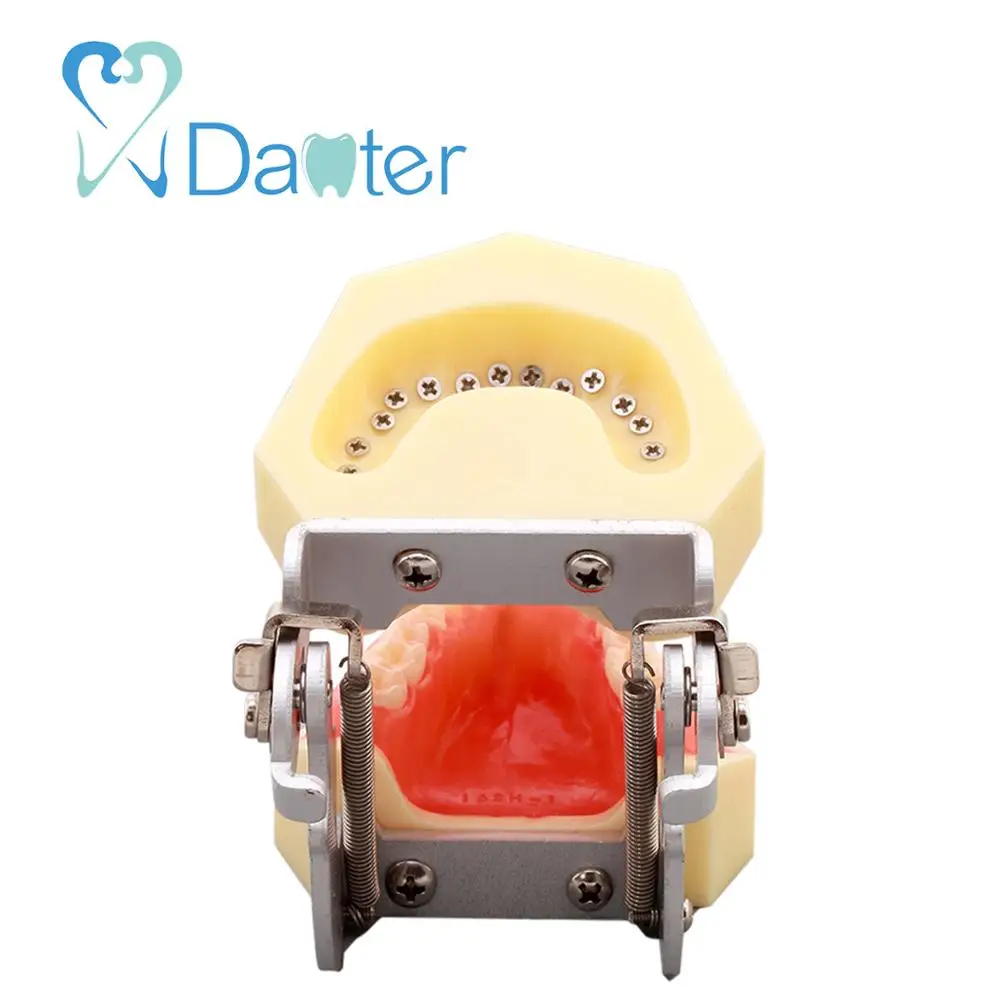 New Hot Sale Dental Periodontal Model with Removable Gingivae for Dental Practice