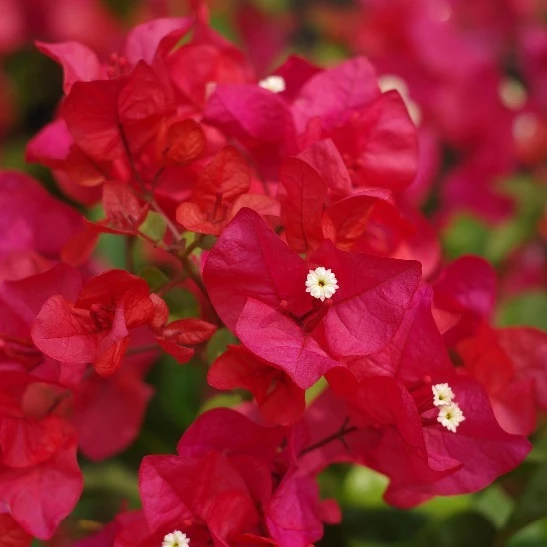 Bougainvillea Potted Plants, white, purple, double colour Bonsai