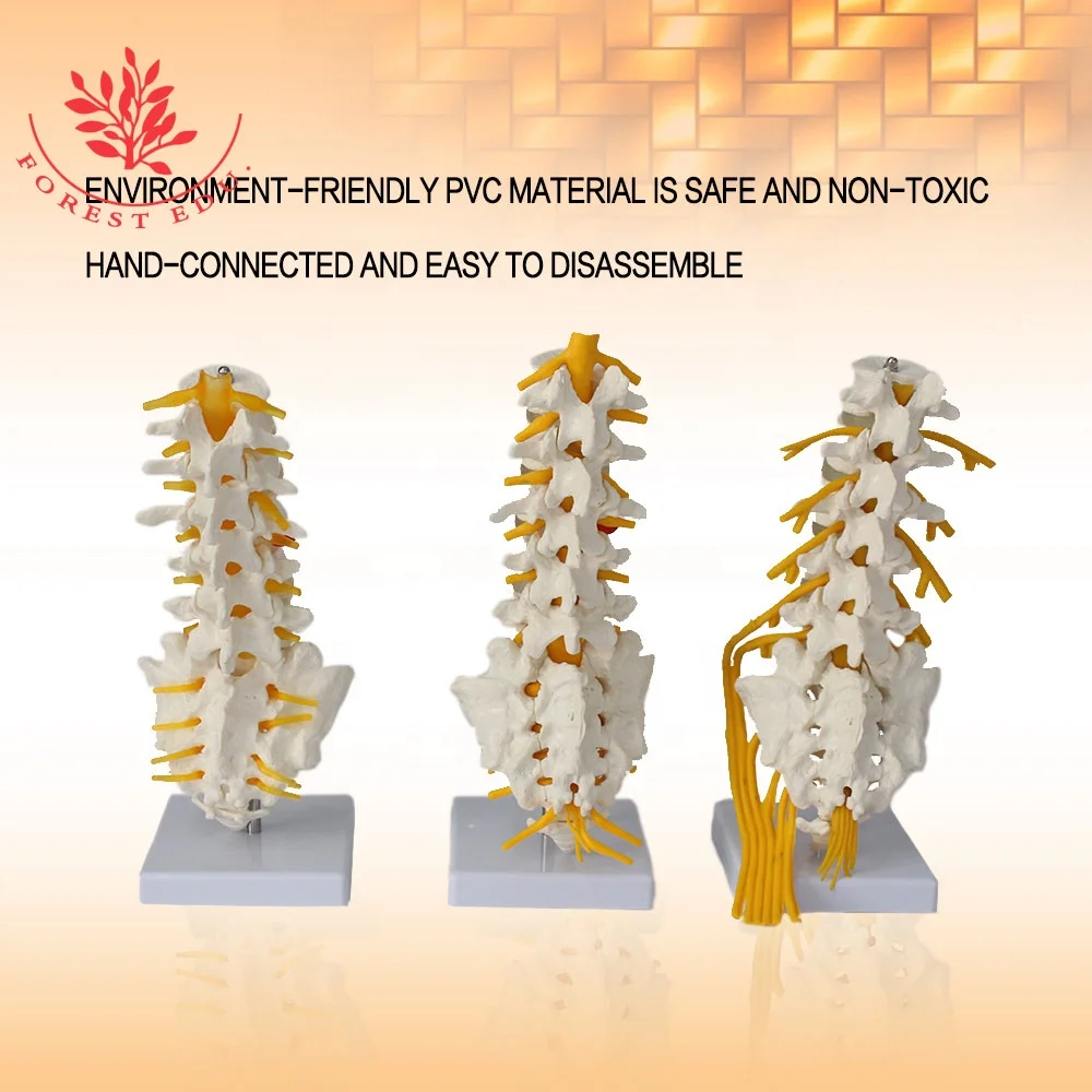 Поясничная модель 5 штук позвонков косточки нервных корешков и с правой стороны крестцового нерва седалищного филиал обучающие игрушки