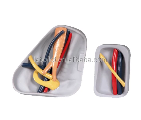 IV Torso Simulator,Central Venous Injection and Puncture Torso Model