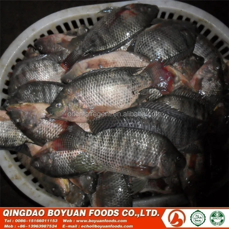 
tilapia 200-300g good selling in congo market africa 