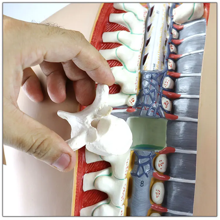 High quality Medial Classic unisex Human torso model 85cm 17parts