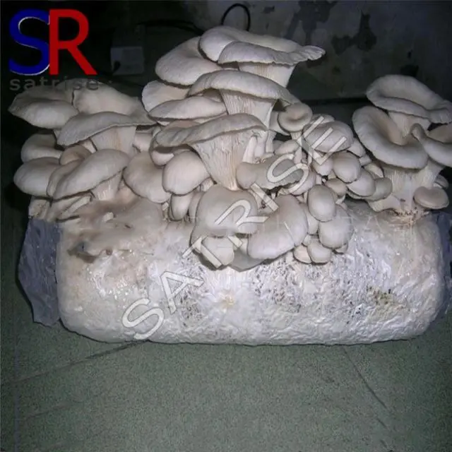 
Mushroom cultivating oyster mushroom spawn log 