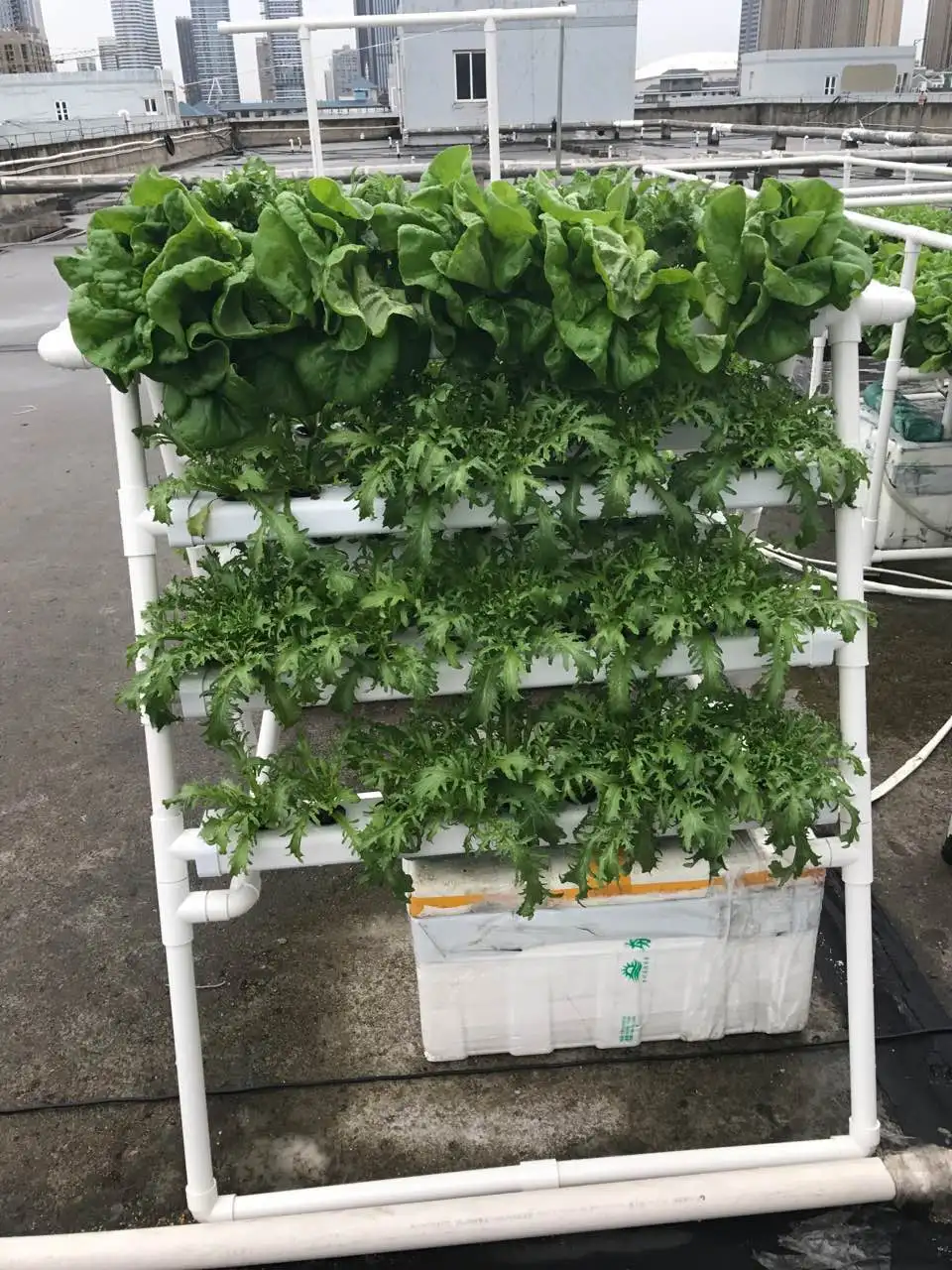 DIY Lettuce Growing Small Hydroponic System For Blacony Using