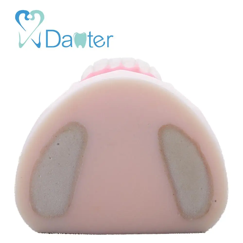 Most Popular Implant Practice Mandibular Jaw Model for Dentist Practice