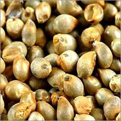 
 Жемчужное просо из Индии  