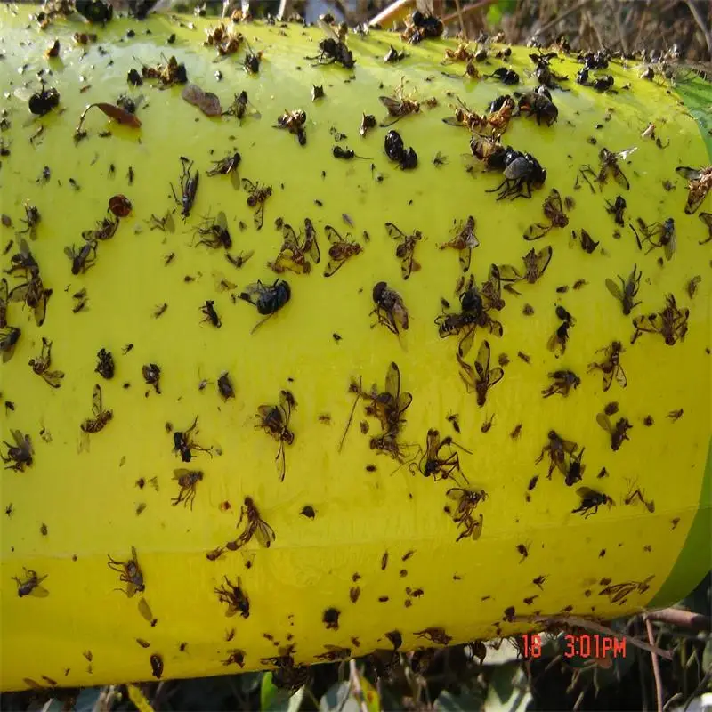 Bactrocera dorsalis pheromone trap