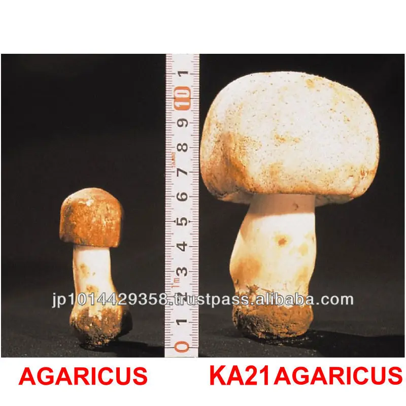Экстракт японских сушеных грибов порошковая добавка для борьбы с раком