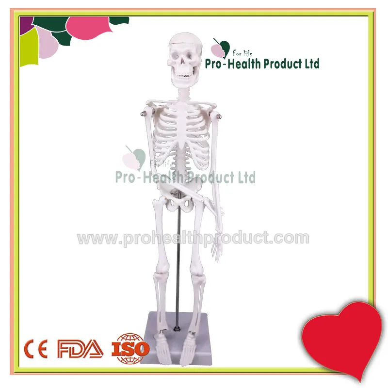Manikin Medical Teaching Aids 45cm Human Mini Skeleton Model
