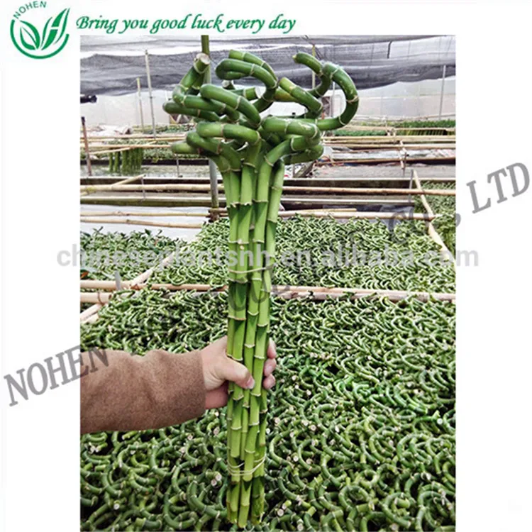 
Spiral bamboo, Lucky bamboo, aquatic feng shui plants nursery decoration 