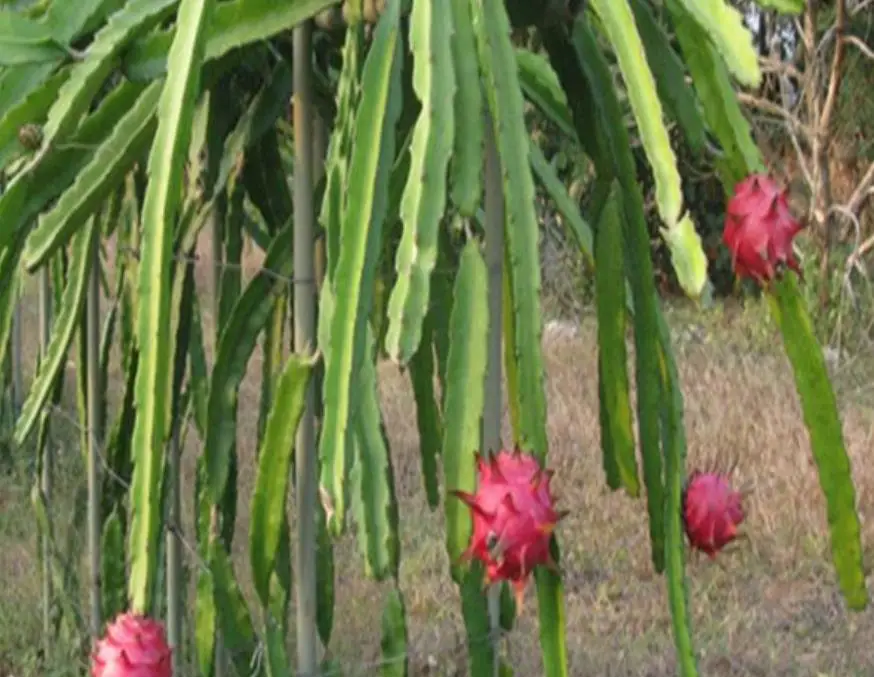 50g/bag High germination hot sale Pitaya planting red dragon fruit seeds for sale