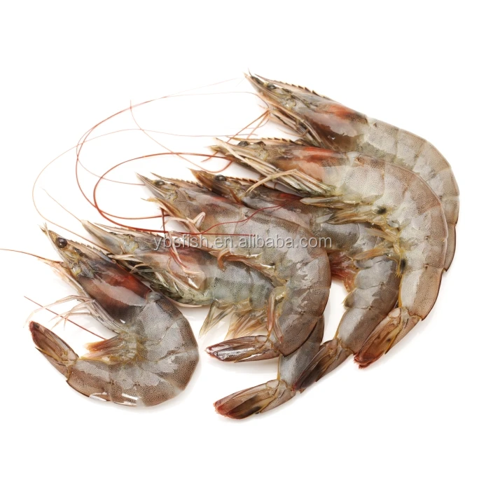 Recirculation Aquaculture Systems for shrimp increase productivity and profitability