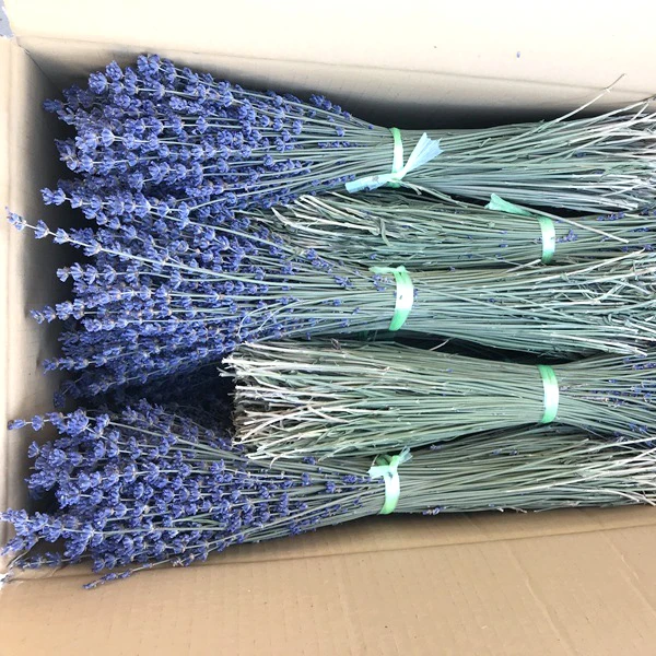 Natural plat handmade DIY high quality dryflower lavender flowers for wedding decor