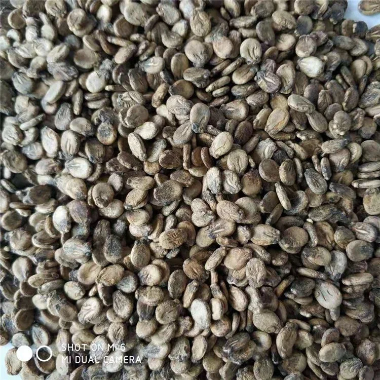 
XINHONGFU Hybrid Watermelon Seeds for Growing 