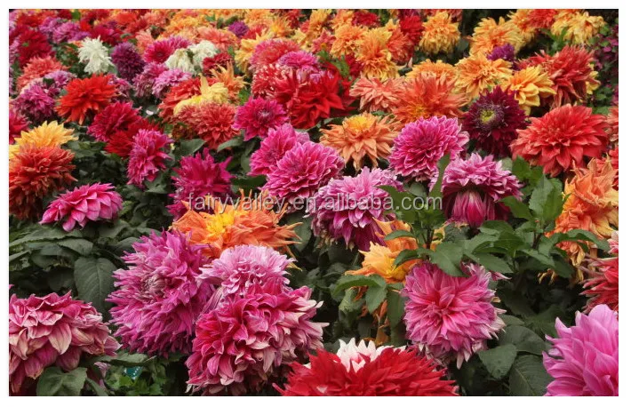 Dahlias seeds for Sale