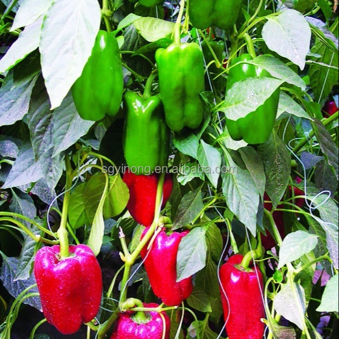 ЦИД (732) F1hybrid семена высокой урожайности средней зрелости семена красного сладкого перца Семена овощей