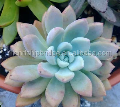 Wholesale Graptoveria Opalina succulent bonsai