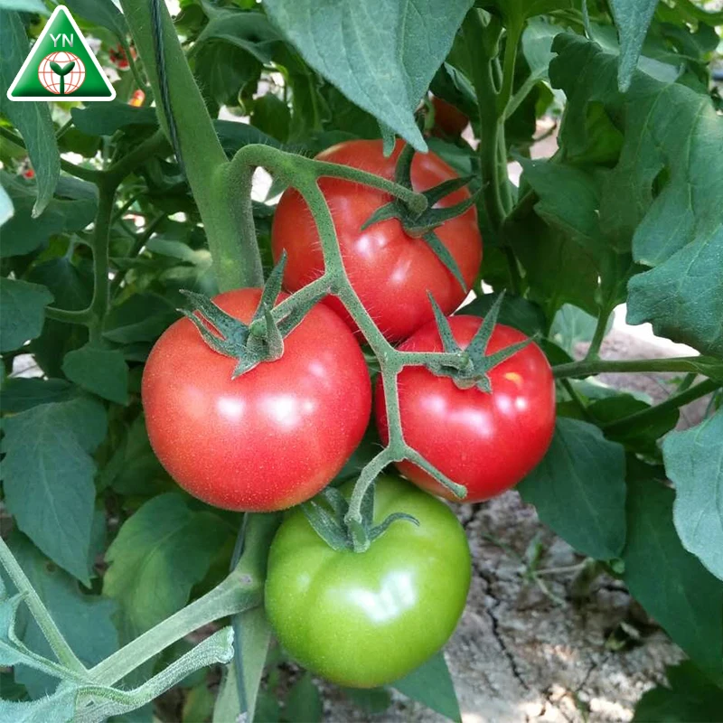 
Hybrid Indeterminate Round Shape Tomato Seed F1 