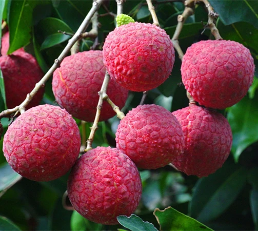 Canned lychee in syrup best selling products tin can for indonesia