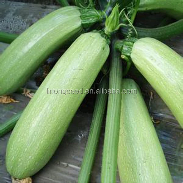 High yield light green zucchini, summer squash seeds hybrid f1