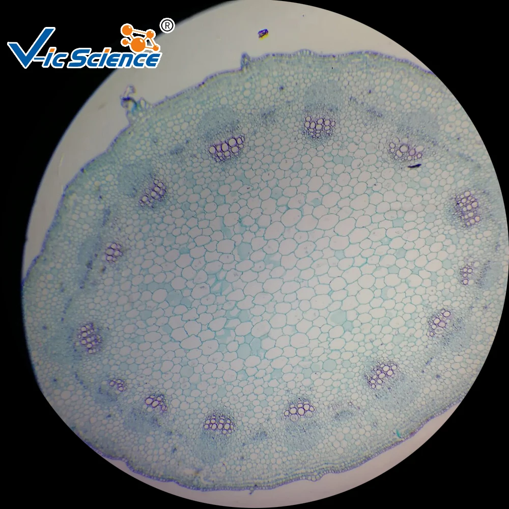 Microslide Zea mays, Stem, t.s. Botany microscope prepared slides