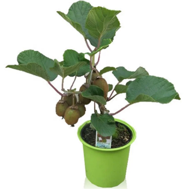 
Различные виды китайских привитых саженцев киви в продаже 