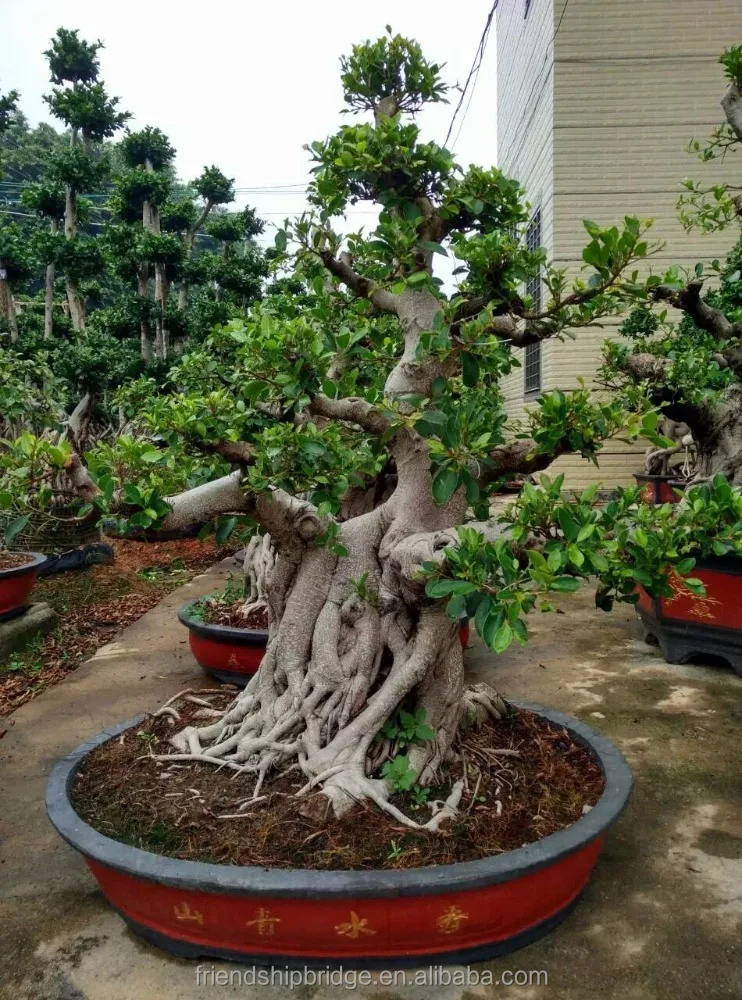 
Beautiful Ficus Microcarpa Bonsai Trees 