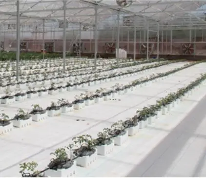 PEP Plastic Film For Agricultural Greenhouse