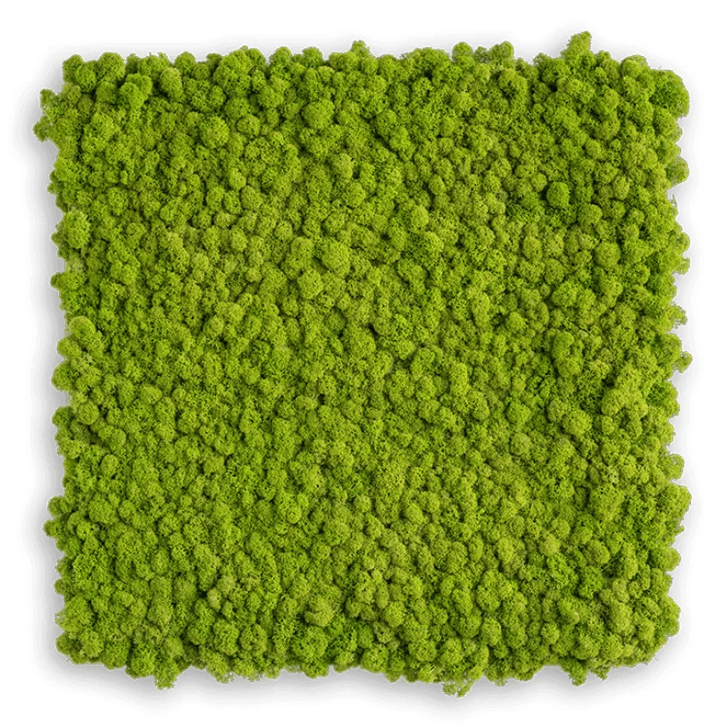 wholesale hot sale preserved dried sheet moss stabilized