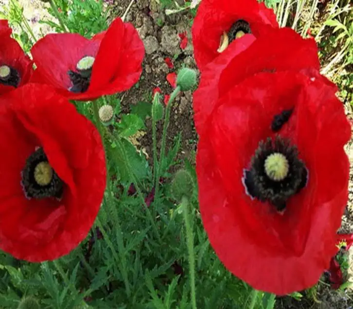Natural new mixed Red Poppy Flowers Papaver rhoeas seeds for sowing in garden or park