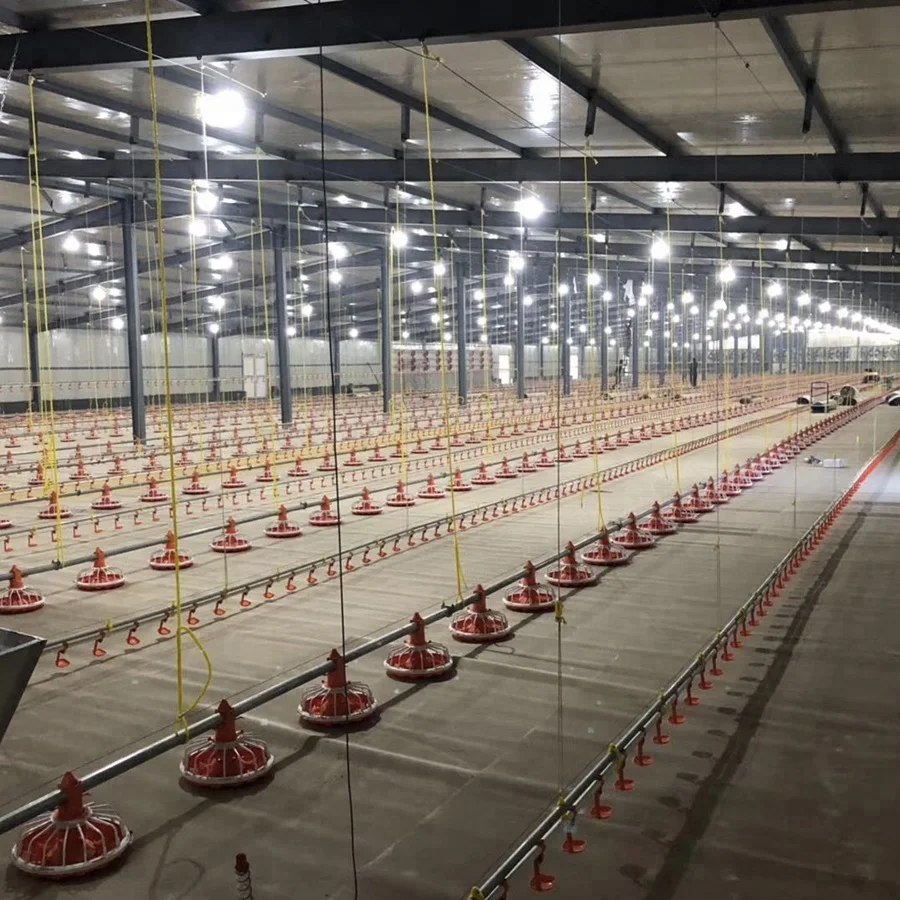 
Automatic Broiler floor feeding drinking system 