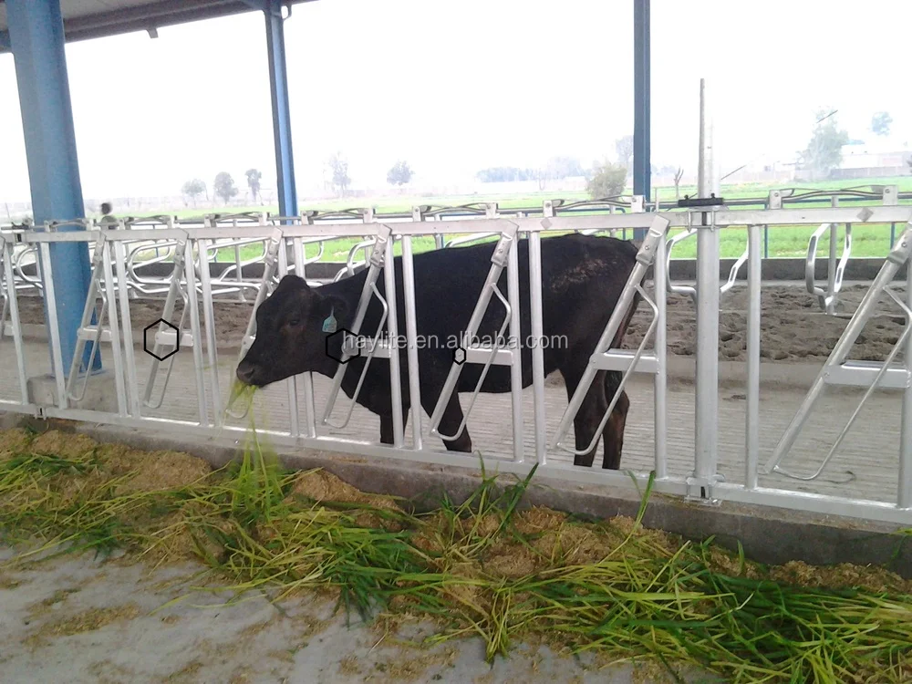 Livestock cattle panel equipment dairy cow headlock for sale