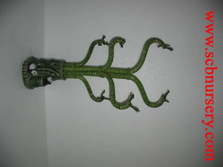 
Lucky bamboo Dracaena Sanderiana Lotus bamboo 