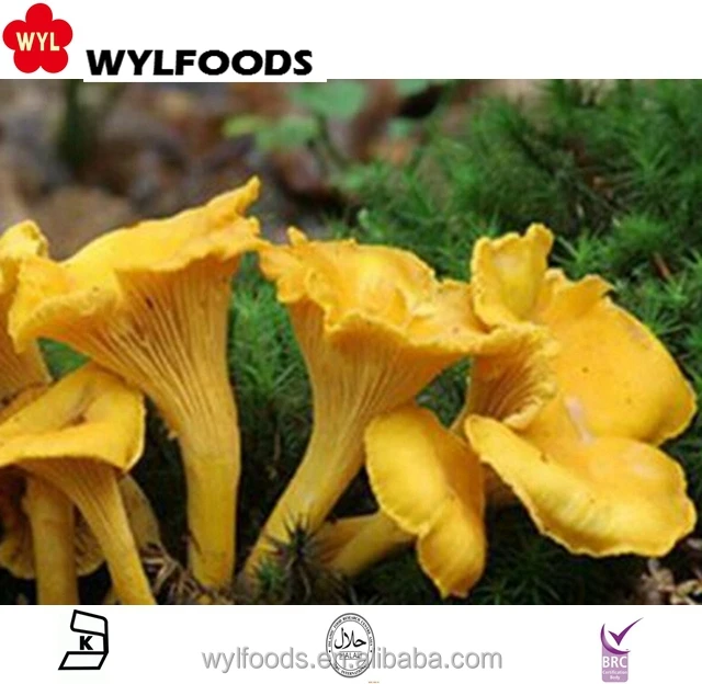  Высокое качество лидер продаж замороженный гриб chanterelle