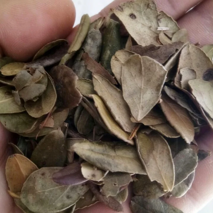 
100% pure cowberry leaf uva ursi herb loose leaf tea / Bearberry bark 