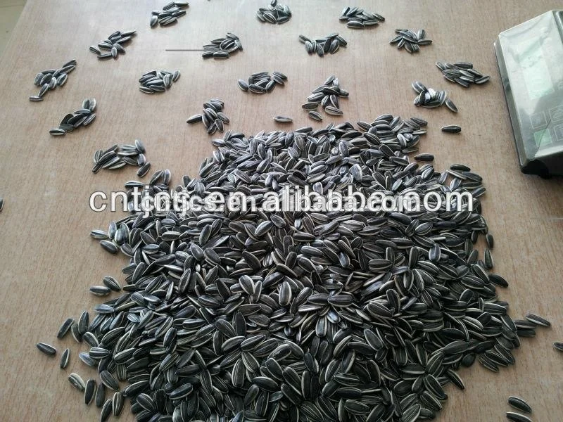 
chinese sunflower seeds type 363/361/601/5009/3939 