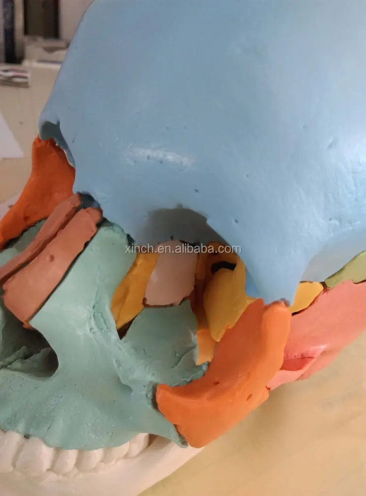 Colored Plastic Human Skull Model With 22pcs
