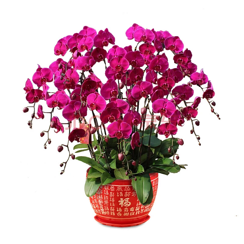 Natural plant  Orchid Phalaenopsis plant bonsai wholesale