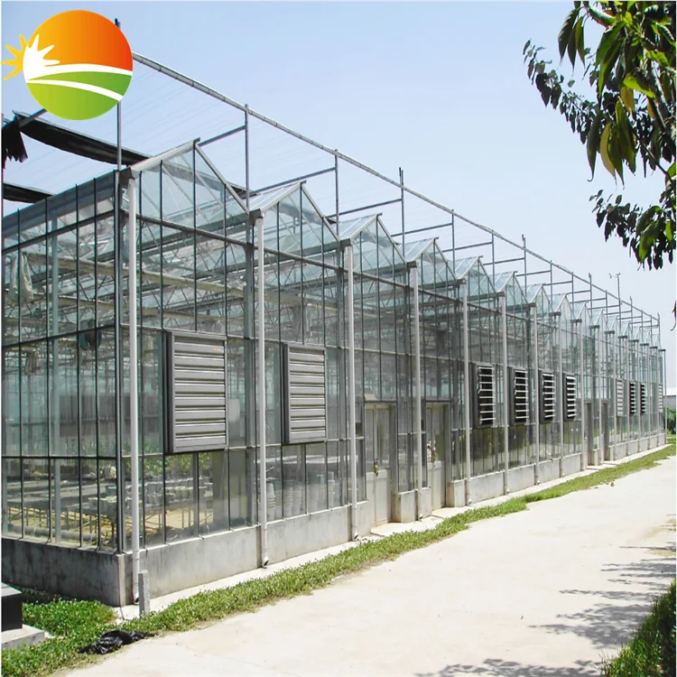 multi span  greenhouse with hydroponic system for tomato plant