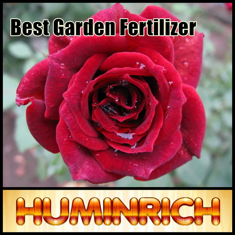 Huminrich Amino Acid Organic Fertilizer Rose Fertilizer Best Garden Fertilizer