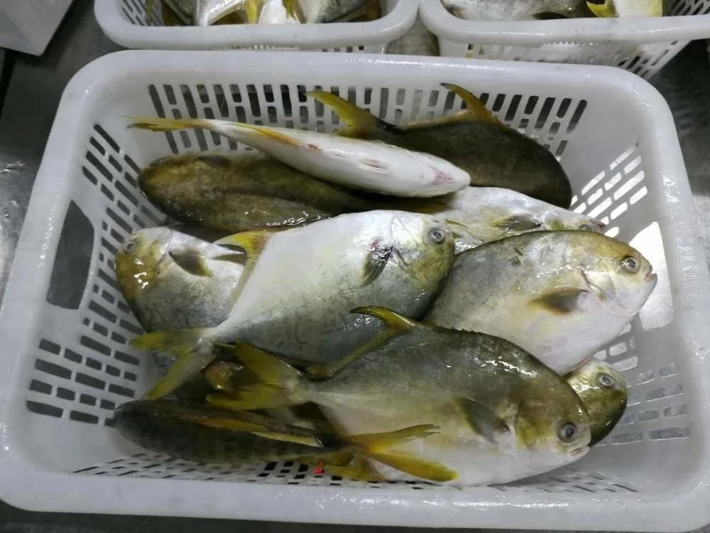 Good Sale Seafood Fish Frozen Golden Pomfret