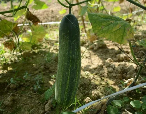
HCU06 Fabu 32cm in length,chinese F1 hybrid cucumber seeds 